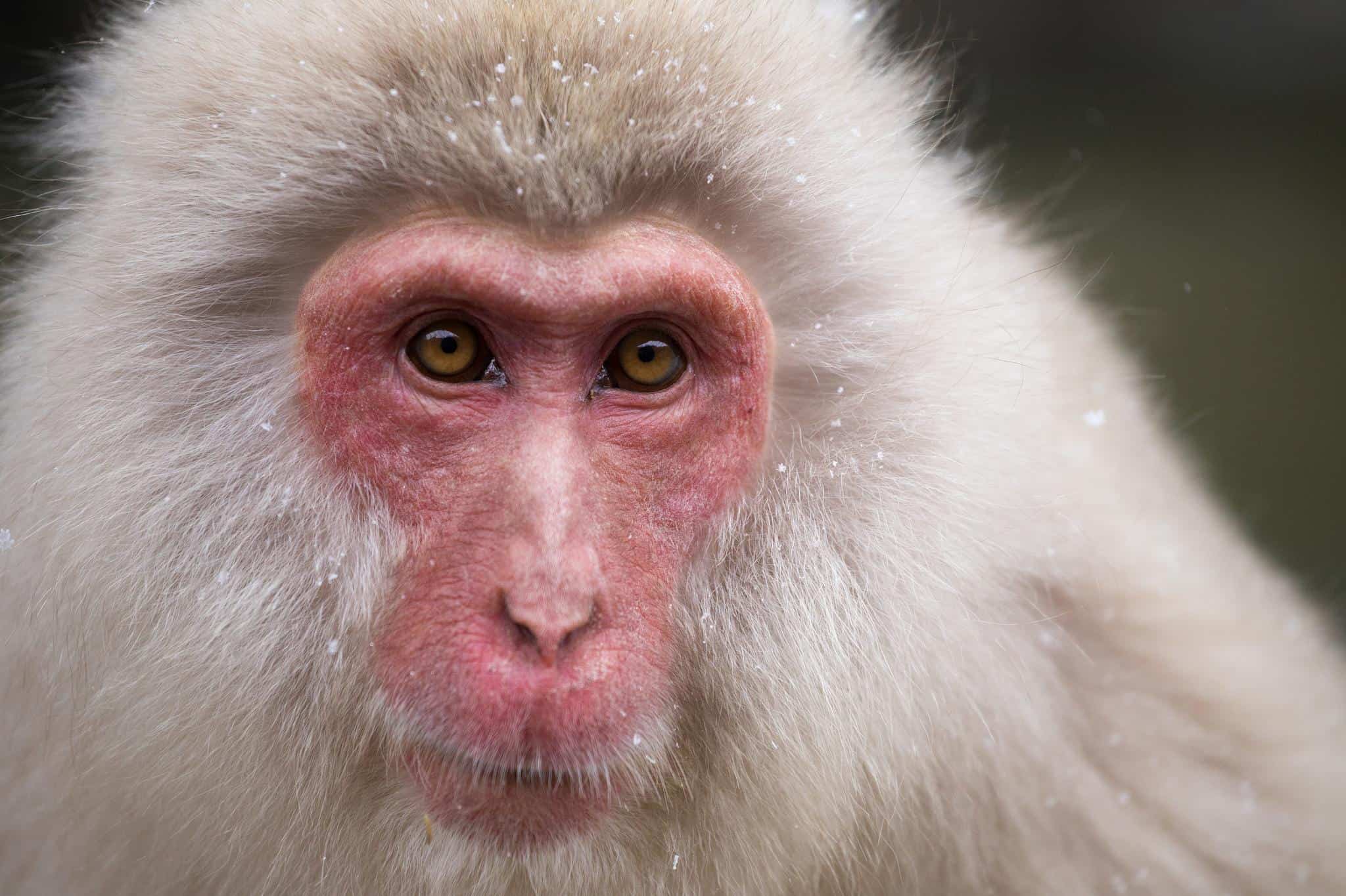 japanese_macaque_9