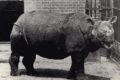 Javan Rhinoceros (Rhinoceros Sondaicus) | AZAnimals.com