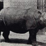 Javan rhinoceros