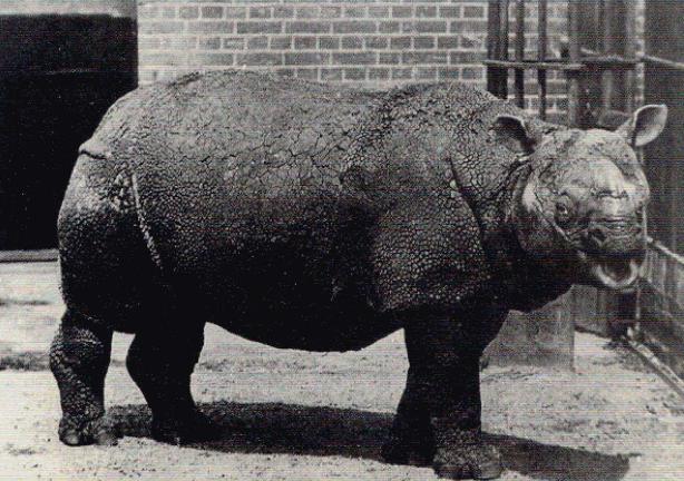 Javan Rhinoceros