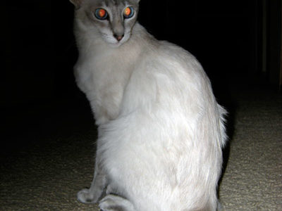 A Felis Catus