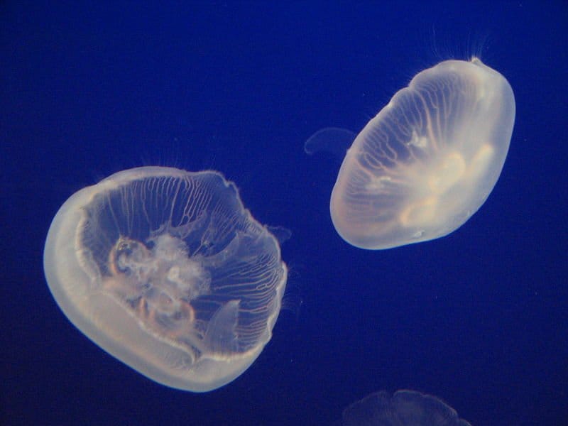 bioluminescent jellyfish on beach