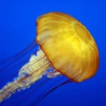 Yellow Jellyfish in ocean