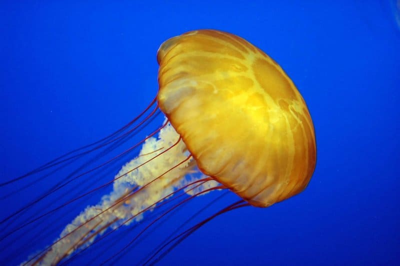 Yellow Jellyfish in ocean