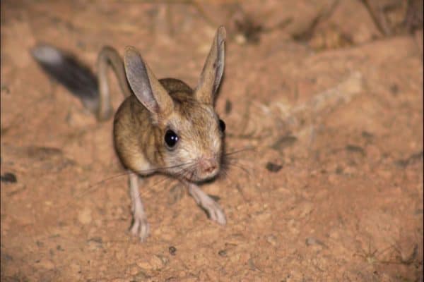 Jerboa | Incredible Facts | A-Z Animals