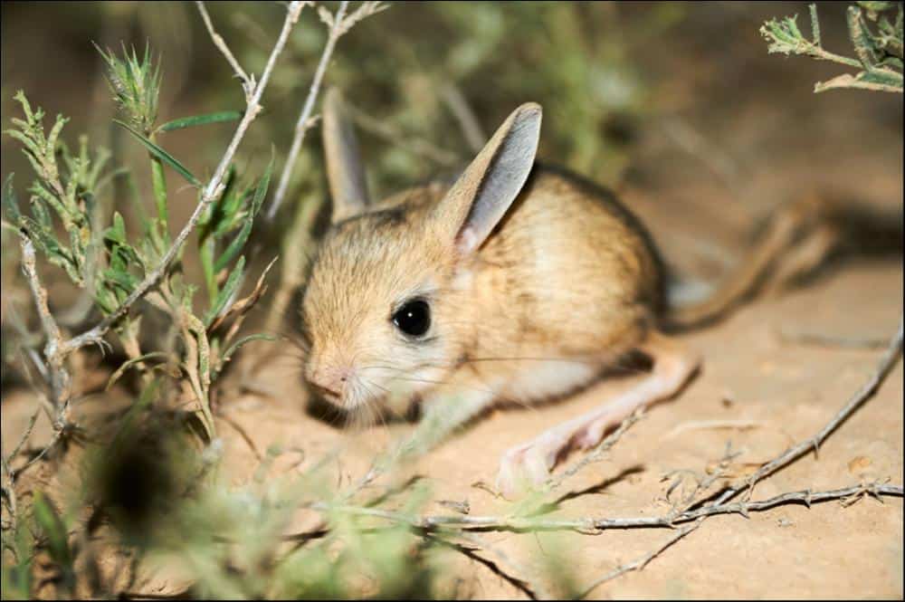 Jerboa - A-Z Animals