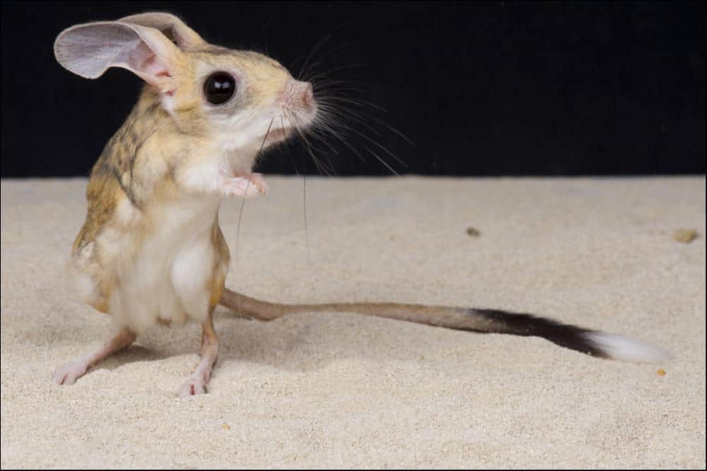 Jerboa Animal Facts - A-Z Animals