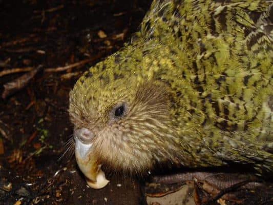 Kakapo - A-Z Animals