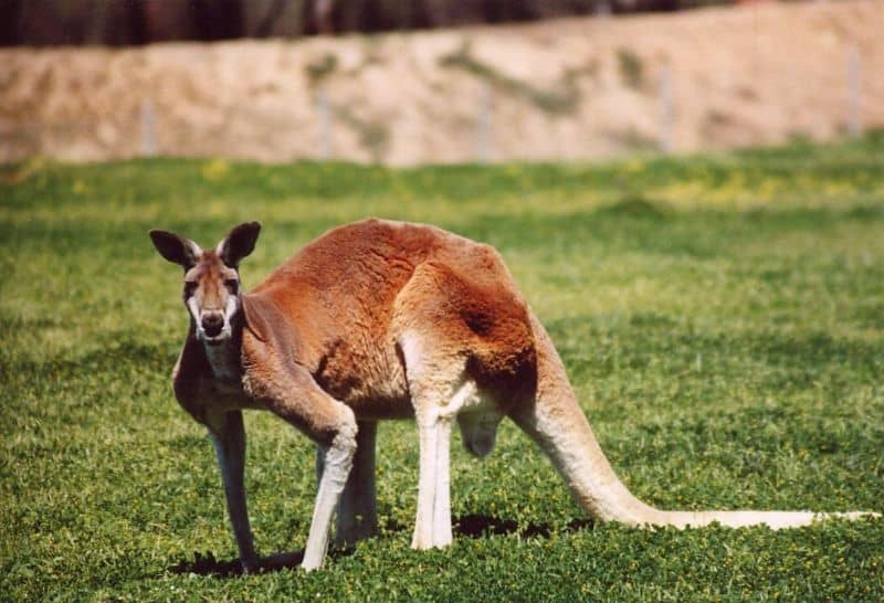 is kangaroo good for dogs