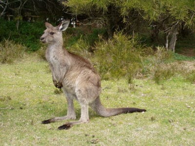 Kangaroo Animal Pictures | A-Z Animals