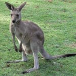 Young Eastern Grey Kangaroo (Macropus giganteus)