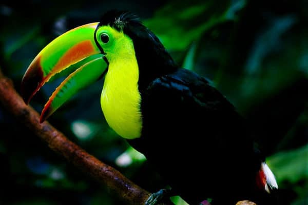 A Keel-billed Toucan (Ramphastos sulfuratus) at the Woodland Park Zoo in Seattle