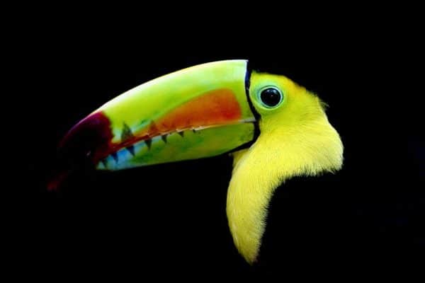 Keel-billed Toucan (also known as Sulfur-breasted Toucan, Rainbow-billed Toucan)