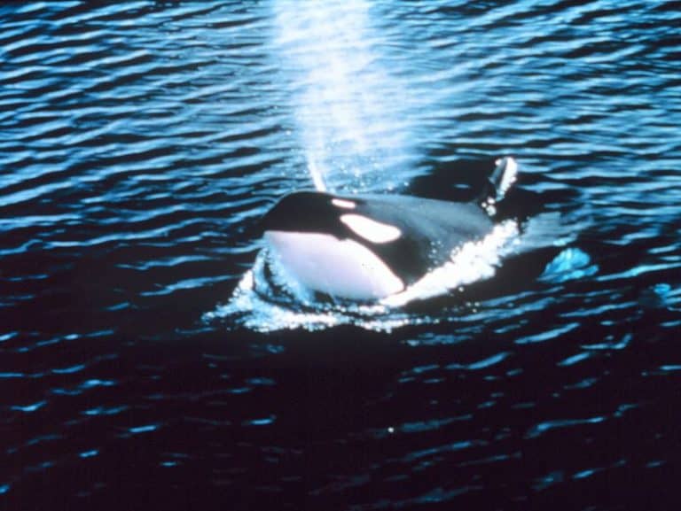 Orcinus orca Killer whale blowing