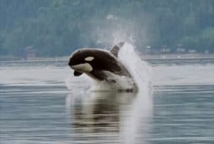 How Smart Are Orcas? Everything We Know About Killer Whale Intelligence Picture
