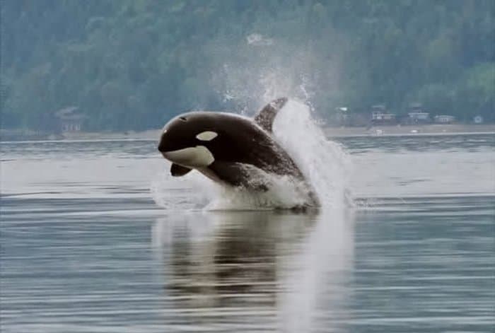Single breaching orca