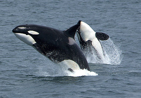 Two mammal-eating "transient" killer whales photographed off the south side of Unimak Island, eastern Aleutian Islands, Alaska.