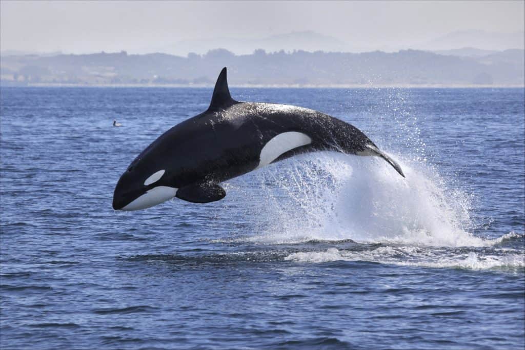 Killer whale breaching