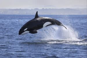 Watch A Black Lab Outswim Killer Whales And Proudly Bark At Them On Shore Picture