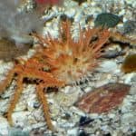 King crabs