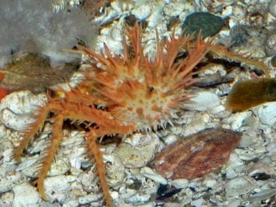 A King Crab