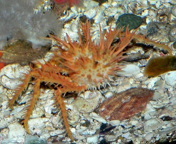 king crabs habitat