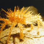 King crabs