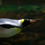 King Penguin