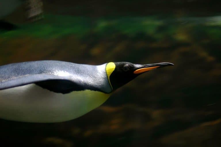 King penguin swimming under water