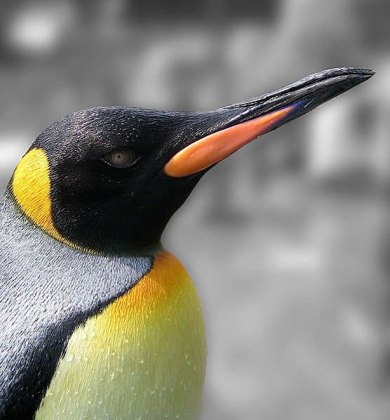 Profile view of a king penguin