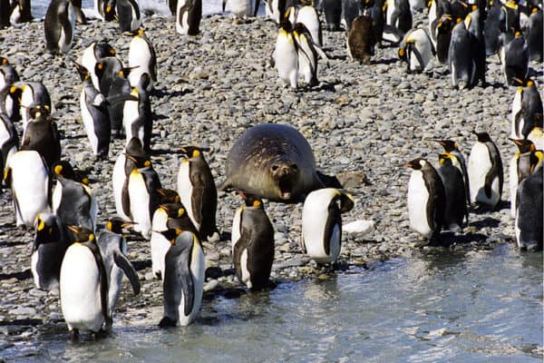 King Penguins and Southern Elephant Seal at South Georgia Island