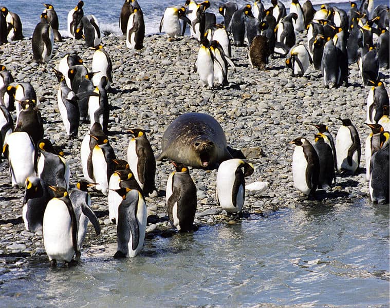flock of king penguins