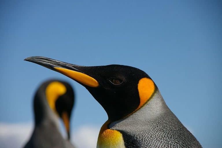 Two king penguins in the Falkland Islands