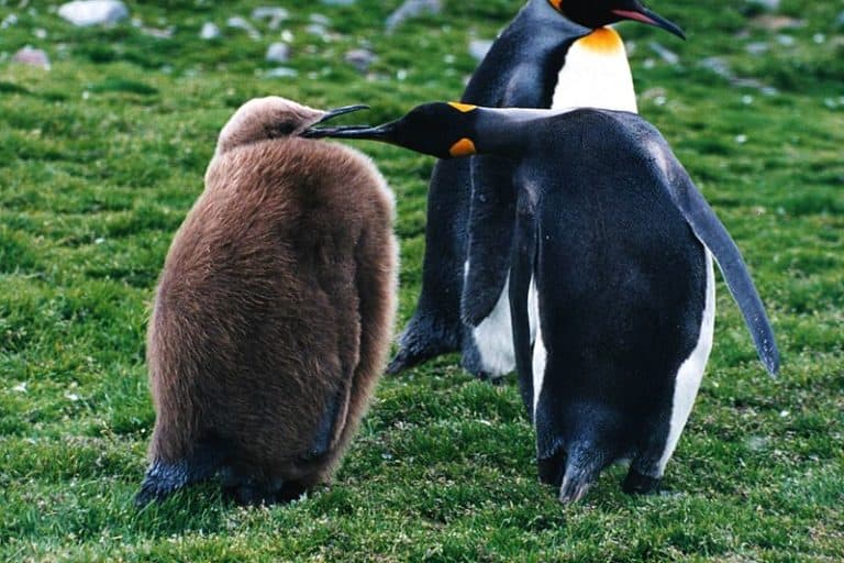 A king penguin chick with its parent