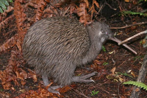 Kiwi (Apteryx australis) | Incredible Facts | A-Z Animals