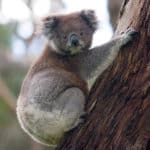 A Koala climbing up a tree, 