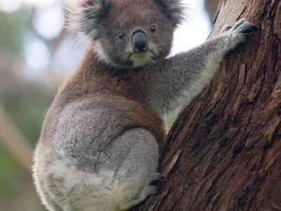 Koala Picture