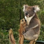Koala in Healsville Sanctuary, Australia