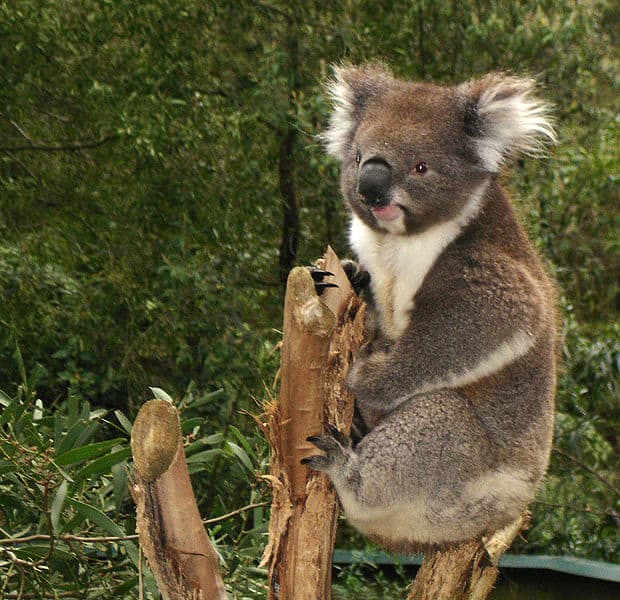 Koala in Healsville Sanctuary, Australia