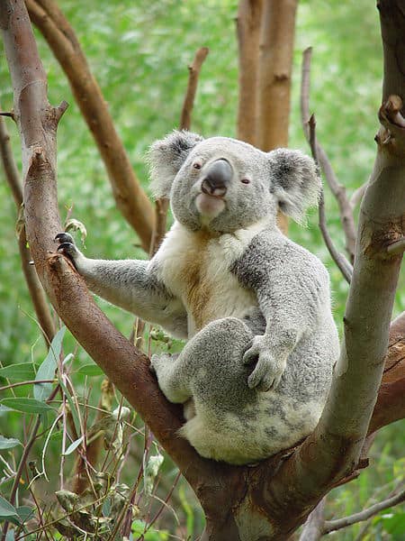 Koala Perth Zoo