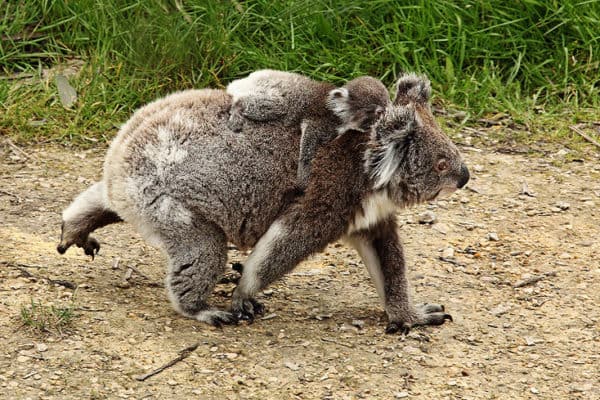 Koala walking between trees, joey on back