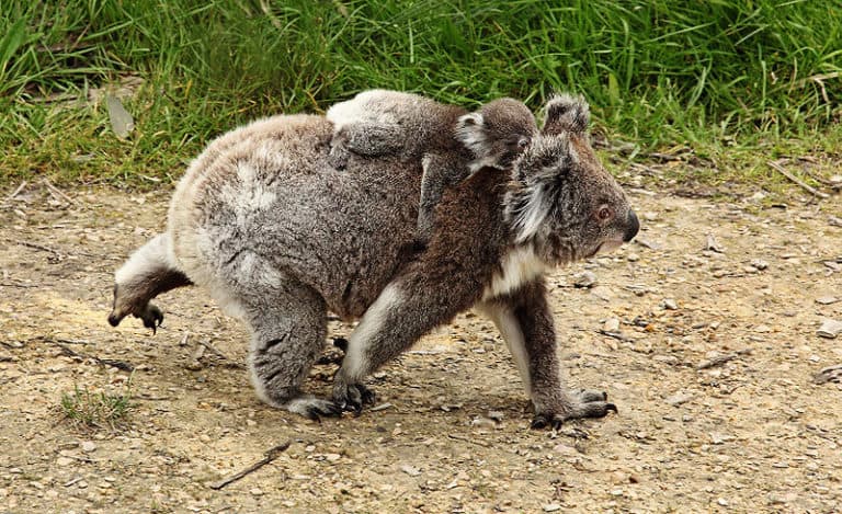 Koala walking between trees, joey on back.