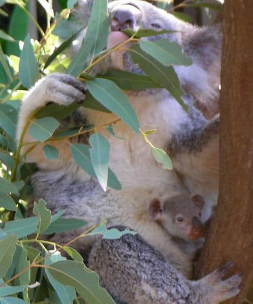 Koala with young on Hamilton Island, Australia Koala with young