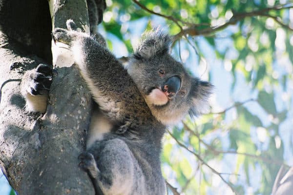 Koala looking down, Kangaroo Island