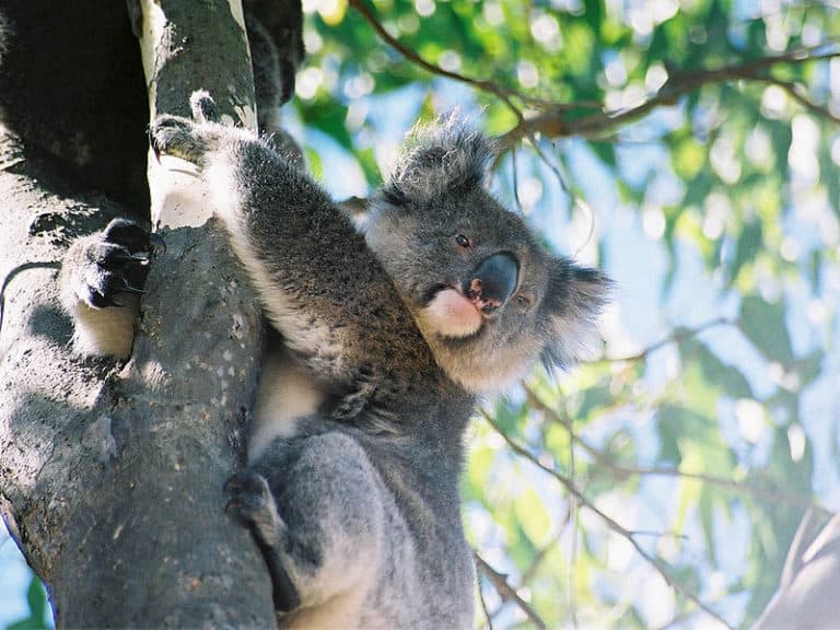 Koala looks down, Kangaroo Island