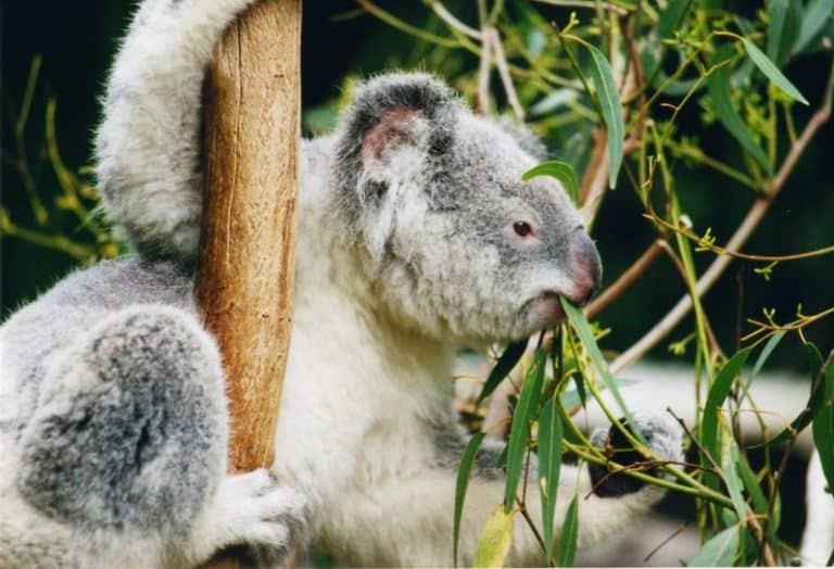 Koala. Photo taken in Australia in March 1995.
