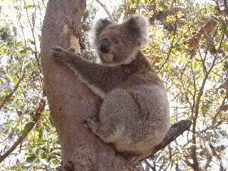 Koala in a tree, Kangaroo Island