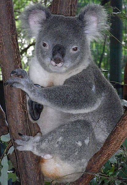 Male Koala (Phascolarctos cinereus) at Billabong Koala and Aussie Wildlife Park, Port Macquarie, New South Wales, Australia.