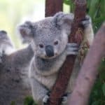 Baby Koala at Currumbin Wildlife Sanctuar