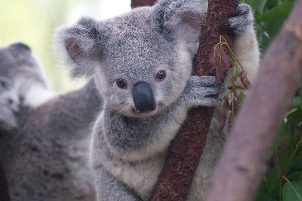 Baby Koala at Currumbin Wildlife Sanctuar